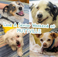 Get some lovin' at LOVE A SENIOR SUNDAY at Muttville HQ