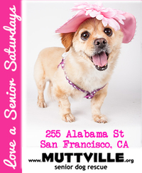 Get free love at LOVE A SENIOR SATURDAY at Muttville HQ