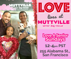 Get free love at LOVE A SENIOR SUNDAY at Muttville HQ