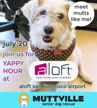 Mutt Strut Yappy Hour at Aloft!!