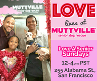 Get free love at LOVE A SENIOR SUNDAY at Muttville HQ