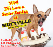 Get some lovin' at LOVE A SENIOR SUNDAY at Muttville HQ